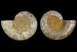Cut & Polished, Agatized Ammonite Fossil- Jurassic #110780-1